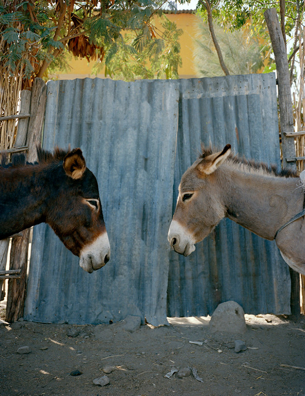 Lucia Nimcová - From the Animal Imago Serie 